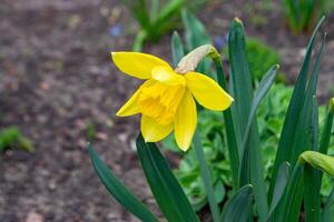 A daffodil in a garden with the sun shining on them. photo