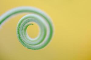 Close up The young shoots of plants curl into a spiral that resembles the law of the golden ratio. photo