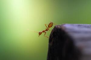 Closeup of three red ants clinging to each other on the edge of a log in a green background. photo