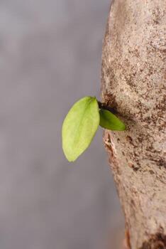 Leaves sprouted between the trunks of the trees that formed spontaneously by the wall. photo