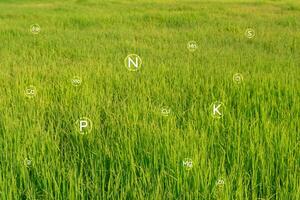 Fertile soil contains nitrogen, phosphorus, potassium, and other components which are various micronutrients. that are appropriate and important to plants photo