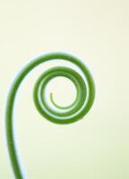 Close up The young shoots of plants curl into a spiral that resembles the law of the golden ratio. photo