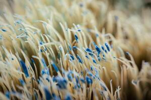 Close-up of an old painted plot with dried blue paint stuck to the end of the plot, abstract background. photo