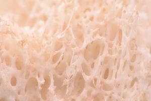 Close-up of a bone showing holes or structures within the bone. photo