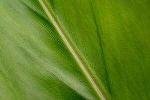Close-up Leaf patterns that indicate monocotyledon or dicotyledon. photo