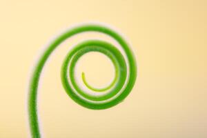 Close up The young shoots of plants curl into a spiral that resembles the law of the golden ratio. photo