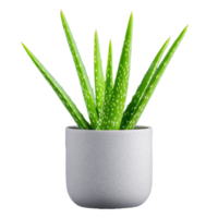 Aloe vera plant in a modern pot on transparent background png