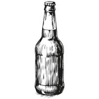 Beer bottle on white background vector