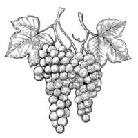 Line art drawing of grape leaf vine. Black and white hand drawn image vector