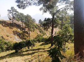 un lozano bosque de imponente arboles ofertas serenidad, con luz de sol filtración mediante hojas y fundición oscuridad en el cubierto de musgo suelo. el aire es fresco, viva con susurro hojas y distante canto de pájaros. foto