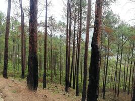 A lush forest of towering trees offers serenity, with sunlight filtering through leaves and casting shadows on the mossy ground. The air is fresh, alive with rustling leaves and distant birdsong. photo