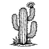 a drawing of a cactus with a white background that says cactus . vector