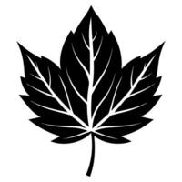 A black and white maple leaf on a white background vector