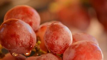 uvas rotativo laço. fechar acima video