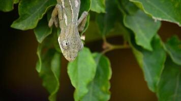 Baby chameleon looking around in a branch video