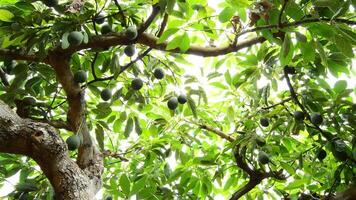 Avocados at tree pan video