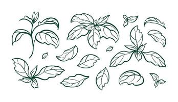 Illustration of basil leaves, featuring a detailed sketch of the herb. Botanical and culinary set are included, showcasing hand-drawn line art of this popular cooking ingredient. vector