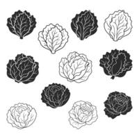Black and white illustration of different types of cabbage vector