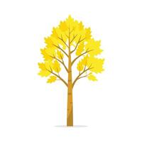 Yellow Birch tree isolated flat illustration on white background. vector