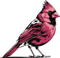 A graphic of a red cardinal bird vector