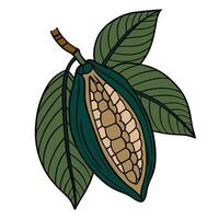 Cocoa pod with leaves illustration in hand drawn style vector