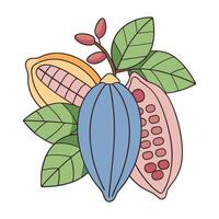 Colorful cacao pods with leaves illustration in modern flat style vector