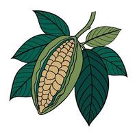 Detailed cocoa pod illustration with green leaves in a botanical style vector