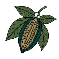 Cocoa pod illustration with leaves in art style vector