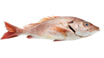Fresh red snapper fish on a transparent background ready for culinary preparation in kitchens. png
