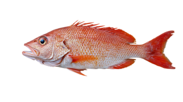 Fresh red snapper fish displayed against a transparent background showcasing its bright color and natural features. png