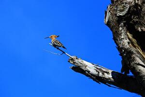 Common hoopoe or Eurasian Hoopoe Upupa epops Beautiful birds on branch with nature, Thailand photo