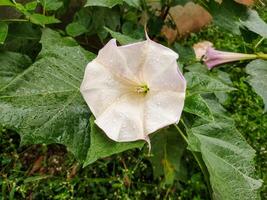 A close-up of a Datura stramonium flower, commonly known as thorn apple, jimsonweed, devil's snare, or devil's trumpet. The flower is large and trumpet-shaped, with delicate white petals. photo