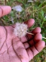 A delicate Tridax procumbens flower, also called coatbutton or Mexican daisy, rests in the palm of a hand. Its small white petals encircle a bright yellow center, creating a charming and simple look. photo