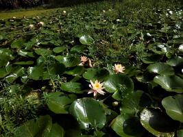 A serene pond with floating water lilies. Large, round green leaves create a lush backdrop for delicate pink and yellow blooms that rise gracefully from the water, adding a touch of natural beauty. photo