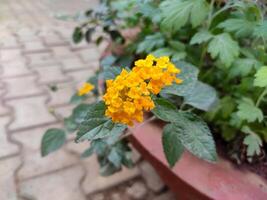 A vibrant cluster of yellow Lantana camara flowers blooms in a terracotta pot. The small, tubular flowers are tightly packed together, creating a dense and colorful display. photo