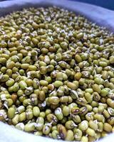 A close-up of sprouting green gram or golden gram seeds shows white sprouts emerging from the green beans. Nestled in a shallow container, it hints at homegrown, artisanal production. photo