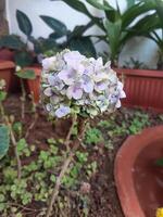 A portrait of a colorful Hydrangea macrophylla flower in the garden, showcasing its vibrant blooms in shades of blue and green, surrounded by lush greenery and delicate leaves. photo