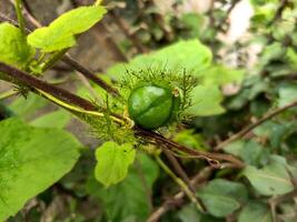 A close-up of a Passiflora foetida fruit, also known as a Stinking Passionflower, hangs from a vine. The fruit is round and green, covered in fine hairs. The background features lush green leaves. photo