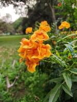 The blossoms of Tecoma sparky or Tecoma stans burst into bloom against a backdrop of lush greenery. photo