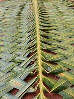 A close-up shot of a handwoven mat made from coconut leaves. The leaves are arranged in a criss-cross pattern, creating a intricate and visually appealing texture. photo