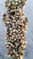 A close-up of Sorghum bicolor, also known as great millet, durra, jowari, jowar, or milo, shows tightly packed brown and white grains, creating a textured, striking look, highlighting this vital crop. photo