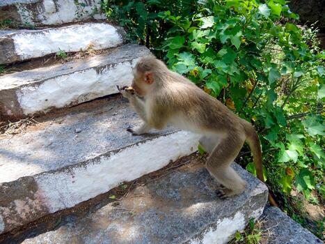A side view of a bonnet macaque climbing stone steps in a rural setting, eating chips from its hands. This candid shot captures natural monkey behavior, set against a rustic backdrop of greenery. photo