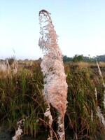 A close-up of Phragmites australis, or common reed, highlights its pale brown, feathery seed head with an elongated shape. Surrounded by other reeds and grasses, it thrives in wetlands and marshes. photo