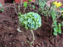 A vibrant cluster of green and blue Hydrangea macrophylla or hortensia flower in full bloom, featuring large, rounded petals ranging from pale green to deep blue, surrounded by lush green leaves. photo