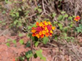 A Cluster of West Indian Lantana or Lantana urticoides flowers blooms. The small, tubular flowers are a captivating mix of yellow, orange and red hues, creating a striking contrast. photo