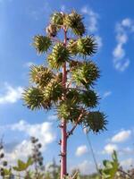 Ricinus communis, also called castor bean, castor oil plant, or Amudalu, is a perennial species with large, palmate leaves featuring reddish-brown veins and serrated edges, creating a striking impact. photo