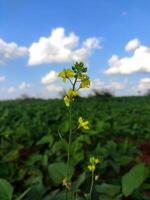 A vibrant mustard plant stands tall against a green field and blue sky. Its slender stem supports clusters of small yellow, four-petaled flowers with a slightly pungent aroma, showcasing its beauty. photo