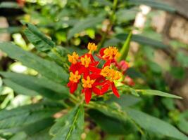 Asclepias curassavica, often recognized as tropical milkweed, belongs to the milkweed genus, Asclepias, and is a flowering plant species. photo