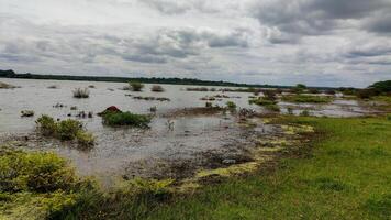 Serene lake landscape with cloudy sky, lush greenery, and plastic debris. Shoreline lined with tall grasses, trees. Peaceful, tranquil atmosphere marred by plastic pollution. photo