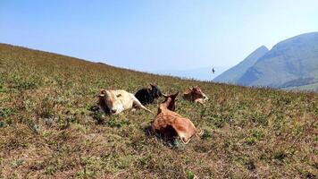 A herd of cattle sits and grazes atop Baba Budan Giri mountain. The brown and white cows relax on the grass under warm sunshine, with rolling hills, blue sky, and distant mountains in the background. photo